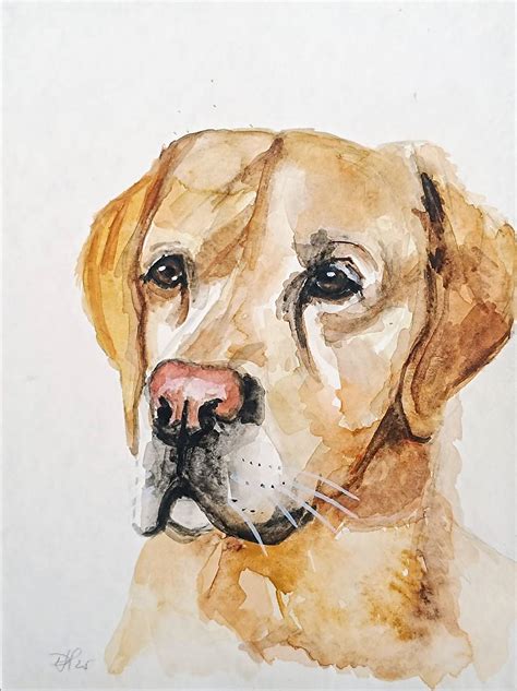 Portrét labradora