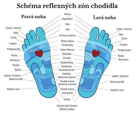 Zobrazenie reflexných bodov na chodidle a krku, ktorým sa treba vyhnúť v tehotenstve