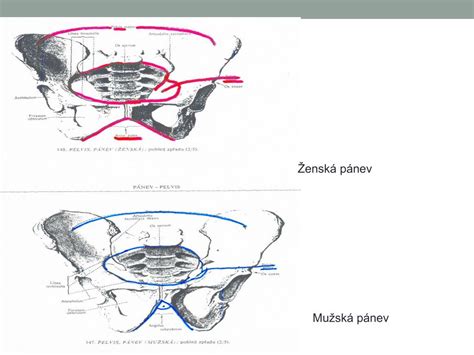 Prierez ženskou panvou s detailným zobrazením maternice