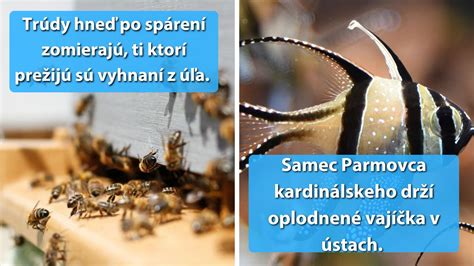 Pomer baranov a bahníc pri párení