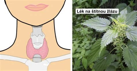 Rozdiel medzi zdravou a postihnutou štítnou žľazou
