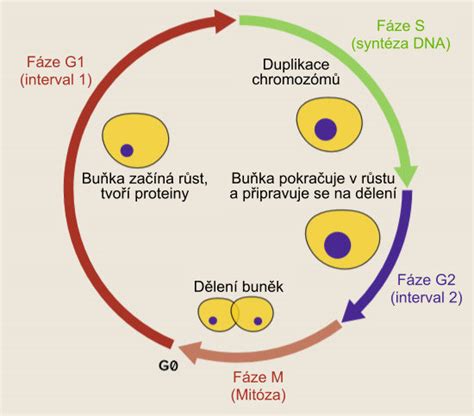 Diagram metabolizmu vápnika u dojníc