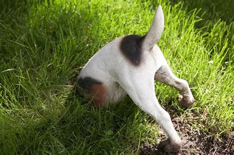 fena hrabe v pôrodnej bedni