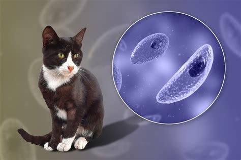 Mikroskopický záber na parazita Toxoplasma gondii
