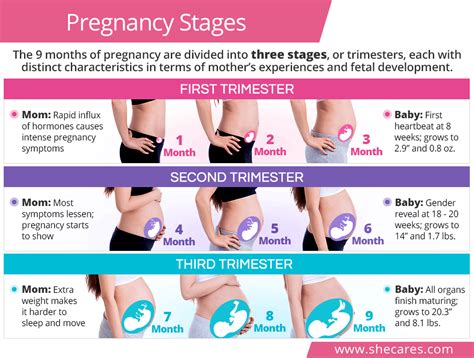 Diagram: Timeline of the first trimester, including key hormonal changes and developmental milestones of the embryo.