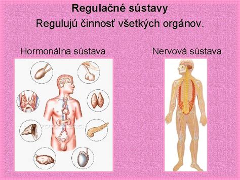 Ženská hormonálna sústava a vplyv hormónov na prsia
