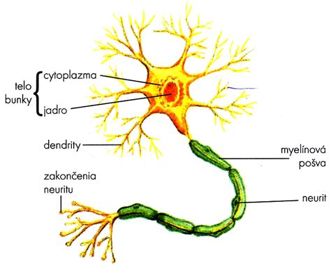 Štruktúra neurónu a synapsie