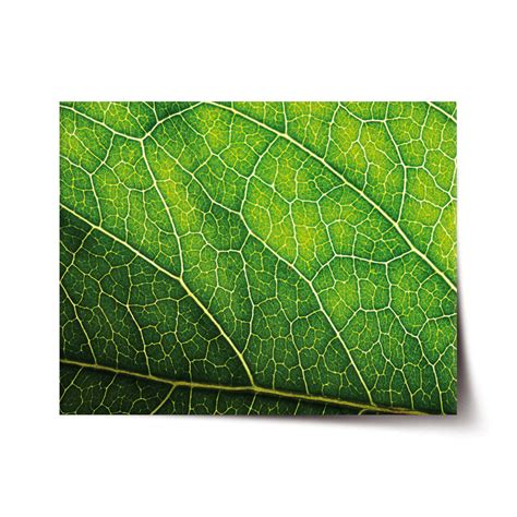 Detail listu alchemilky s kvapkami rosy