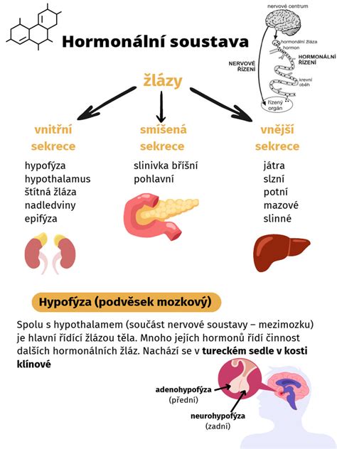 Hormonálny systém ženy