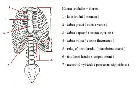 Prehľad anatomických štruktúr v hrudníku (svaly, kosti, orgány)