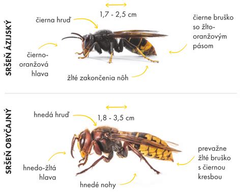 Porovnanie tehotenského a tukového bruška