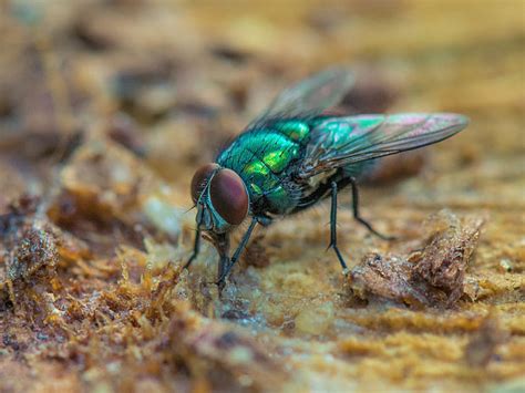 Zelená bzučivka (Lucilia sericata) dospelý jedinec