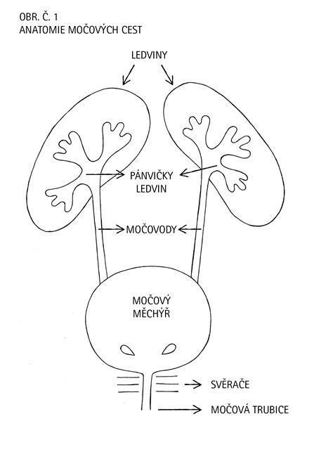 Schéma anatomických zmien v močových cestách počas tehotenstva pod tlakom maternice