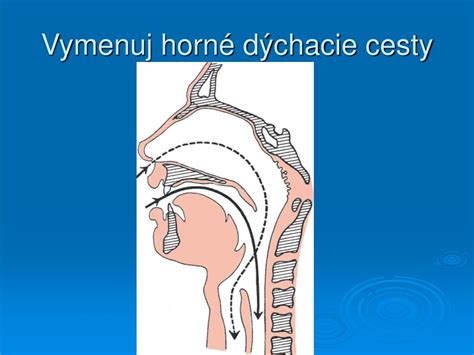 Schéma pôsobenia antitusík na dýchacie cesty