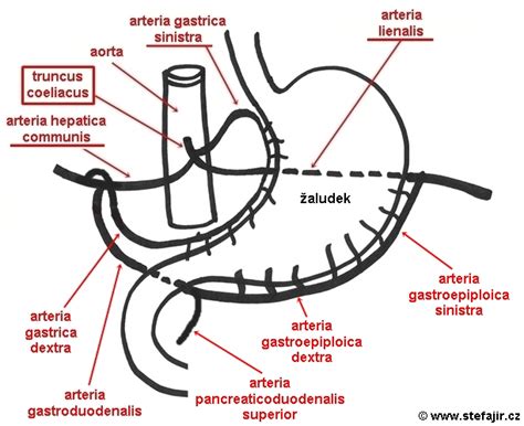 Schéma bariatrickej operácie žalúdka