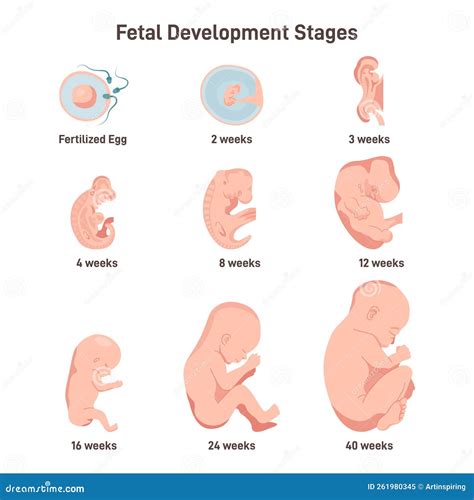 Fetal development week by week diagram