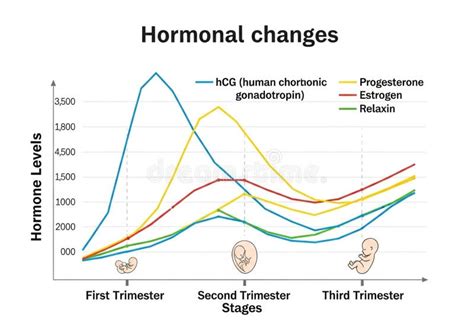 Hormonal changes in early pregnancy chart