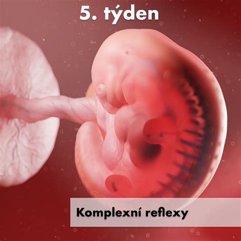 Význam kyseliny listovej pre zdravý vývoj plodu