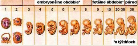 Vývoj embrya v treťom týždni tehotenstva