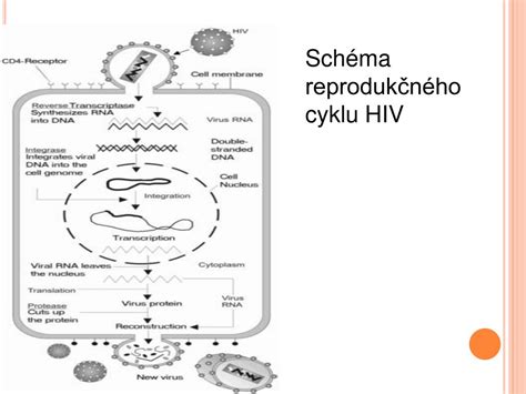 Schéma ženského reprodukčného cyklu a zmeny vaginálneho výtoku