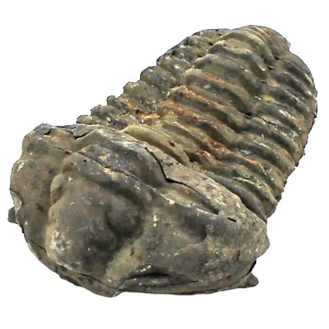 Evolúcia a fosílie žraloka