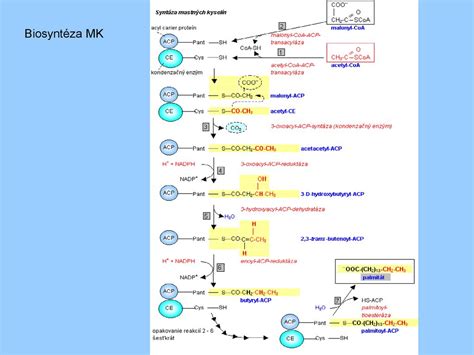 Metabolizmus kyseliny listovej a homocysteínu