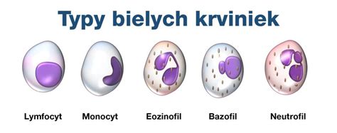 Typy bielych krviniek