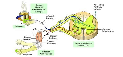 Diagram piatich novorodeneckých reflexov