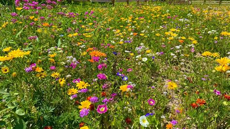 Rozkvitnutá lúka plná rôznych druhov kvetov