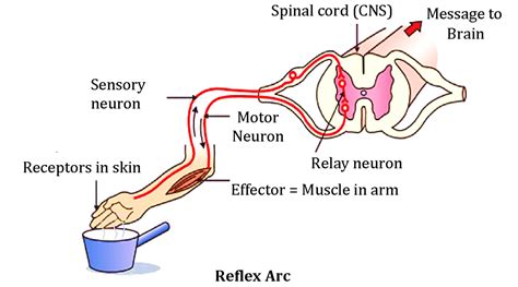 Diagram: Gastrokolický reflex u detí