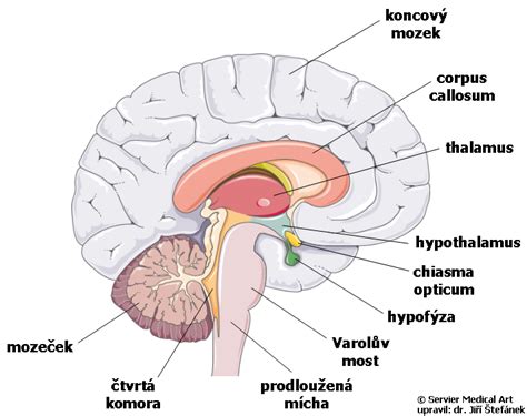 Diagram znázorňujúci vývoj detského mozgu