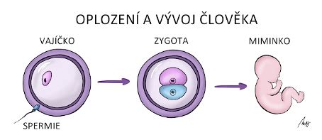 Schéma oplodnenia vajíčka a vývoja zygoty