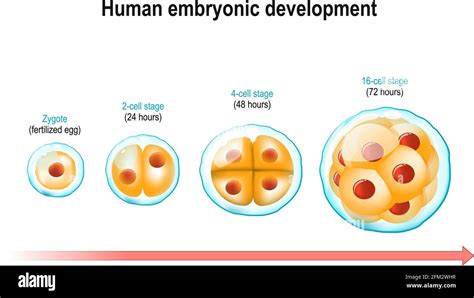 Graphic showing ovulation, fertilization, and early cell division