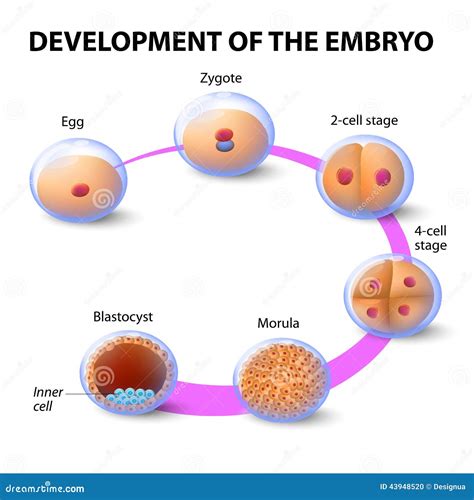Detailed diagram of embryo development at 4 weeks