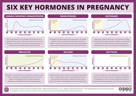Infographic showing the main pregnancy hormones and their effects