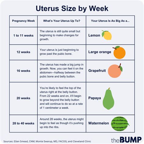 Uterus size comparison at 12 weeks