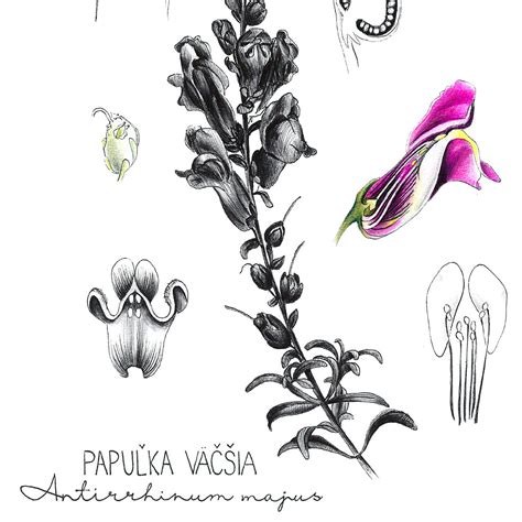 Ilustrácia vývoja kresby od hlavonožca po detailnú postavu