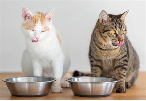 Mačka pri miske s jedlom