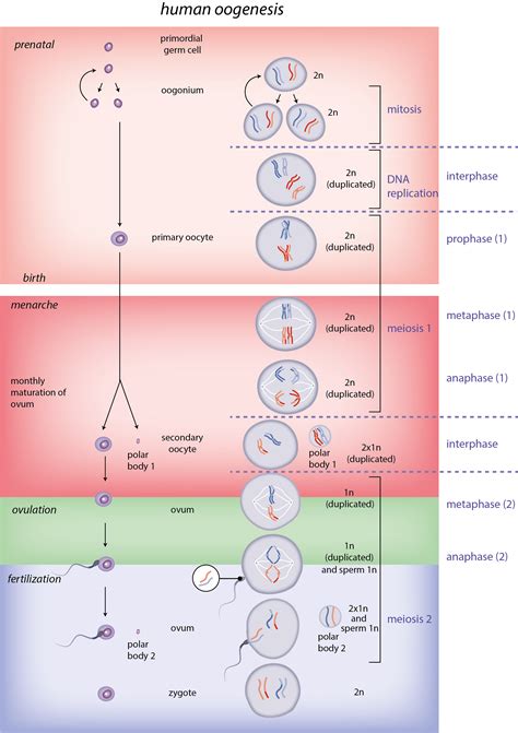 Spermatogenéza a oogenéza schéma