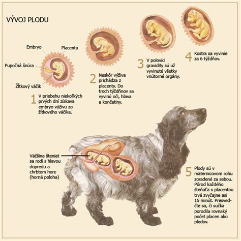 infografika znázorňujúca vývoj gravidity u mačky po týždňoch