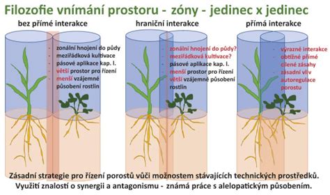 Schéma prenosu kyslíka a živín cez placentu