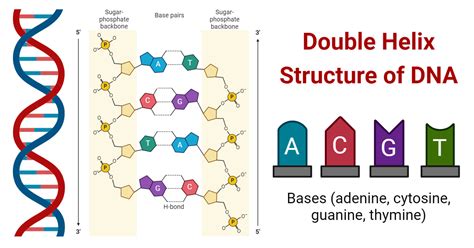 DNA double helix and genetic code