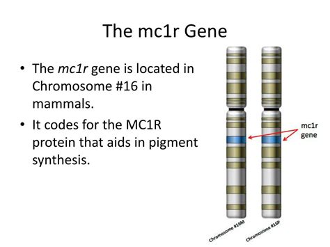 MC1R gene diagram and its role in hair color