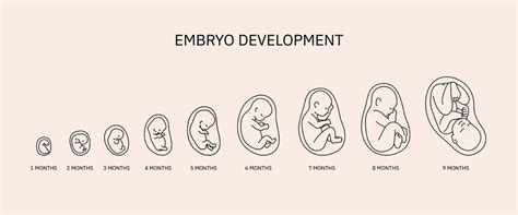6. týždeň tehotenstva - vývoj embrya