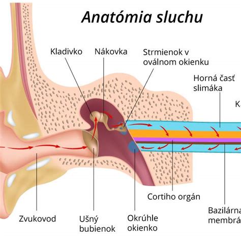 Anatómia ucha a typy zápalov