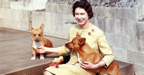 Kráľovná Alžbeta II. so svojimi psami Corgi