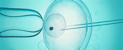 Schéma procesu asistovanej reprodukcie (IVF)