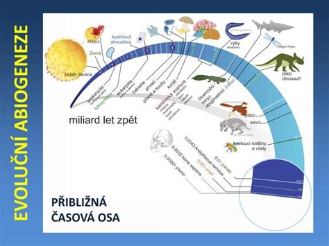 Schéma vývoja sociálneho úsmevu v čase