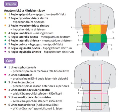 anatomické rozdelenie prsnej žľazy a kvadrantov