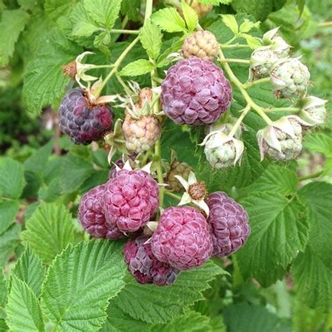 Detail listov maliny (Rubus idaeus)